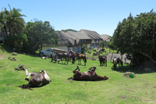 South Africa-Wild Coast-Wild Coast Horse Trail